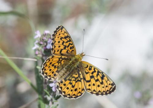 Boloria euphrosyne